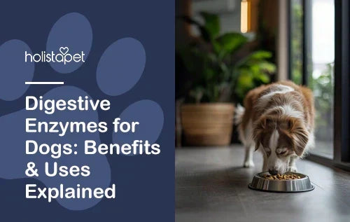 Digestive Enzymes for Dogs: Benefits & Uses Explained