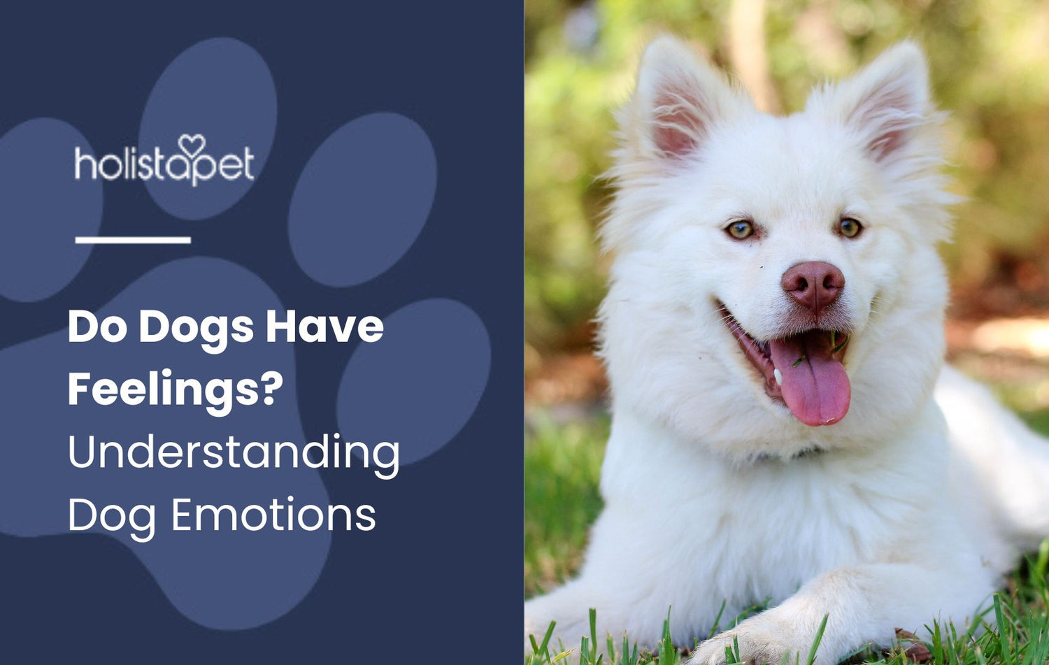 Dogs Feelings' featured blog image by Holistapet, showcasing a dog expressing emotions through its eyes and body language.