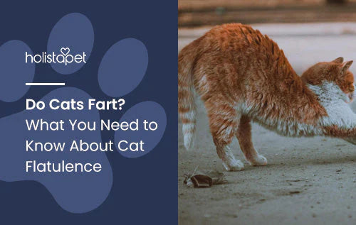 information about cat flatulence