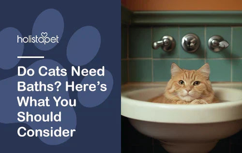 Do Cats Need Baths? Here’s What You Should Consider