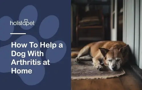 How To Help a Dog With Arthritis at Home [Highly Effective Tips]