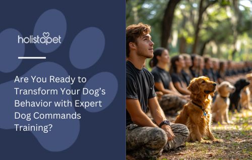 Are You Ready to Transform Your Dog’s Behavior with Expert Dog Commands Training?