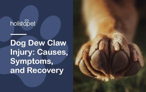 Dog Dew Claw Injury: Causes, Symptoms, and Recovery