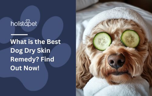 What is the Best Dog Dry Skin Remedy? Find Out Now!