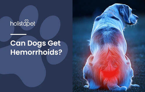 can dogs get hemorrhoids