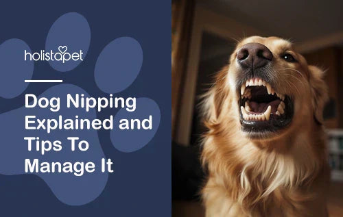 Dog Nipping Explained and Tips To Manage It