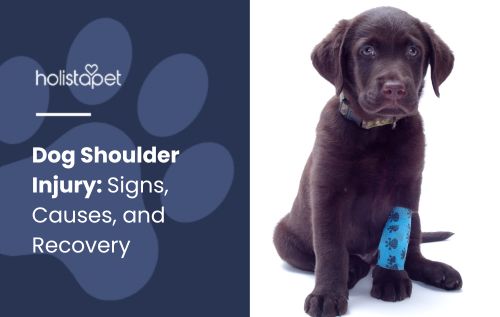 Dog Shoulder Injury featured blog image by Holistapet, depicting a dog with a shoulder injury, appearing in discomfort.