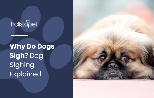 Discover why dogs sigh! Learn the reasons behind dog sighing—whether it's relaxation, frustration, or contentment—and what it reveals about your pup's emotions.