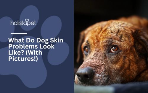 What Do Dog Skin Problems Look Like? (With Pictures!)