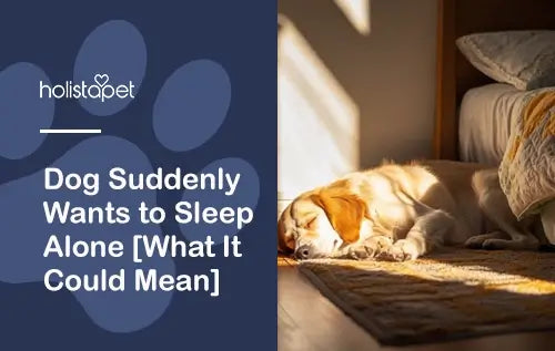 Dog Suddenly Wants to Sleep Alone [What It Could Mean]