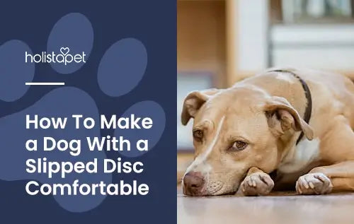 How To Make a Dog With a Slipped Disc Comfortable