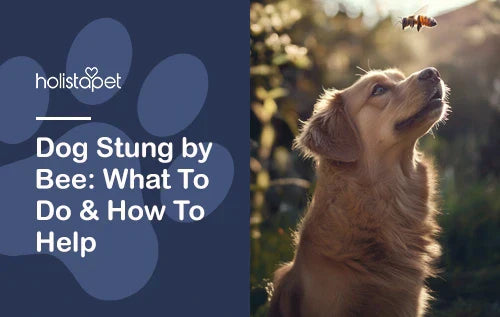 Dog Stung by Bee: What To Do & How To Help