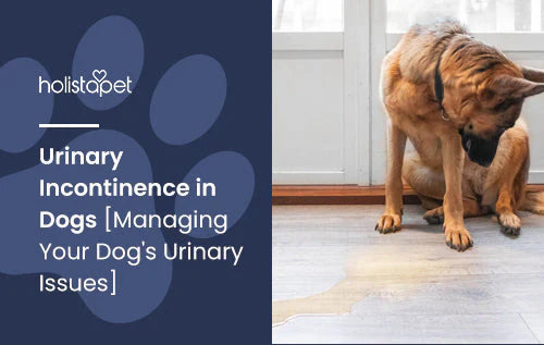 Urinary Incontinence Guide for Dogs