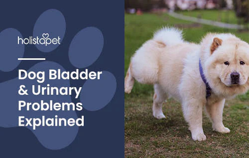 Tips for Dogs with Bladder and Urinary Problems