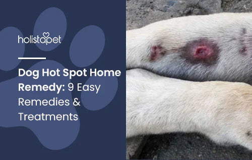 9 easy dog hot spot home remedies