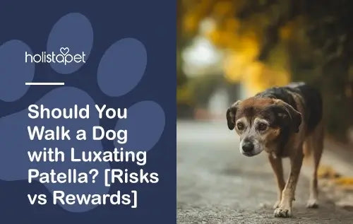 Should You Walk a Dog with Luxating Patella? [Risks vs Rewards]