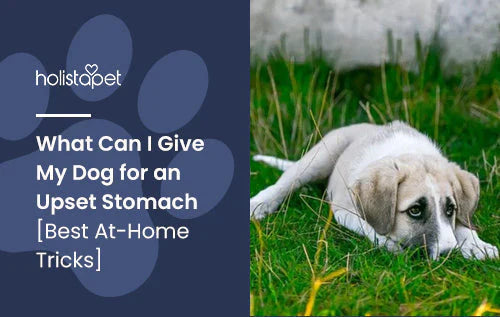 Remedies for Dogs with upset stomach