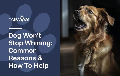 Dog Won't Stop Whining: Common Reasons Why & How To Help