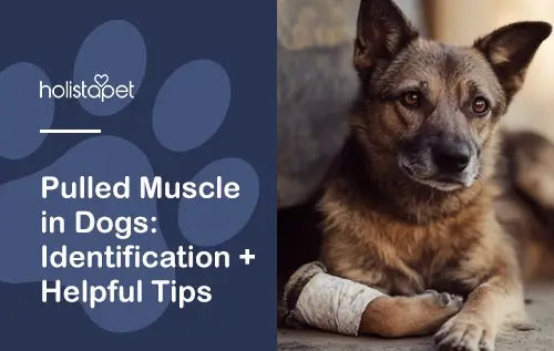 Tips for Dogs with Pulled Muscle