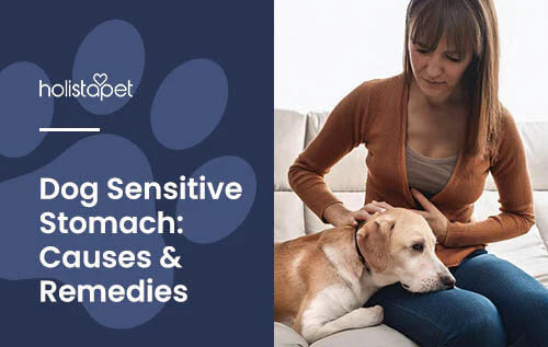 Dog Sensitive Stomach: Causes, Symptoms, and Solutions