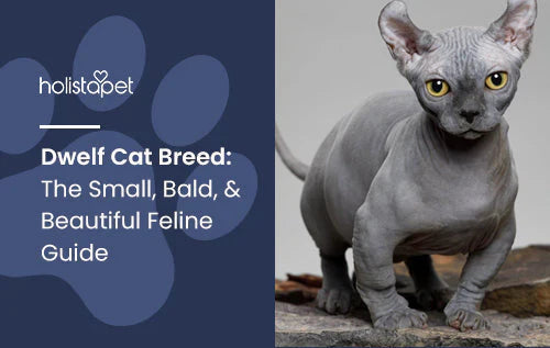 Dwelf Cat Breed Guide