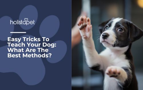 Easy Tricks To Teach Your Dog: What Are The Best Methods?