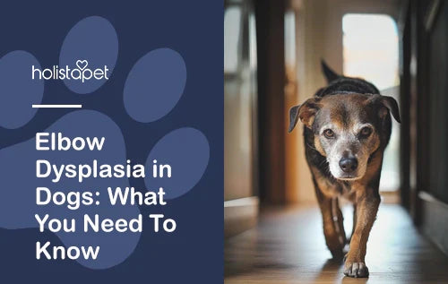 Elbow Dysplasia in Dogs Explained + Best Care Tips