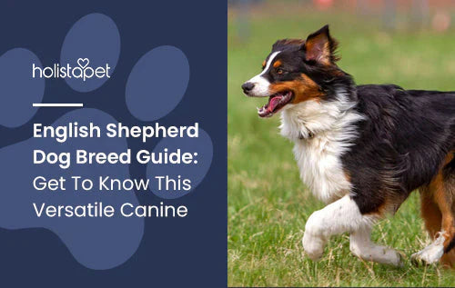 Complete Guid of  English Shepherd Dog