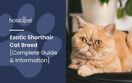 Exotic Shorthair Cat Breed Complete Guide