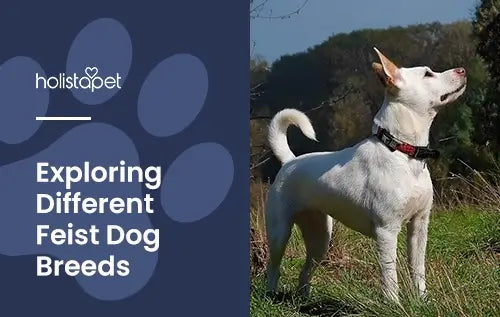 Holistapet featured image for "Feist Dog Breeds" blog. Shows a Gray-bred Mountain Feist dog outdoors looking upwards.