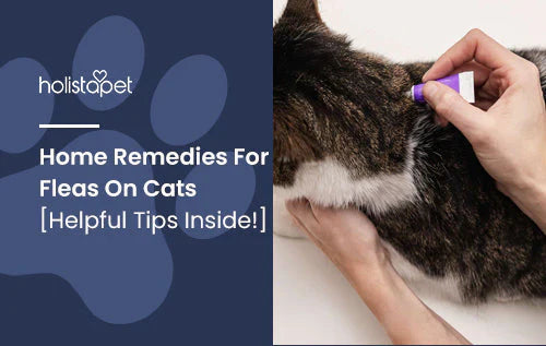 Tips on how to remedy cat fleas 