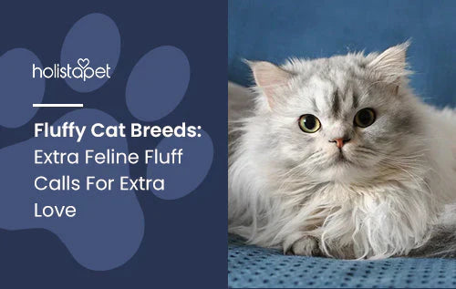 Information About Fluffy Cat Breeds