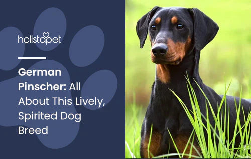 Lively German Pinscher Dog Breed Information