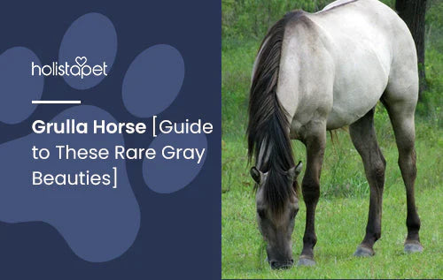 Guide to Grulla Horses and Fun Facts