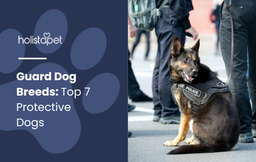 Featured image for the blog Guard Dog Breeds: Top 7 Protective Dogs.Shows police officers alongside guard dog breeds.