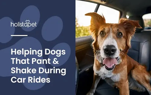 why does my dog pant and shake when riding in the car