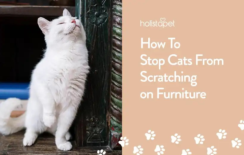 stop cats from furniture scratch