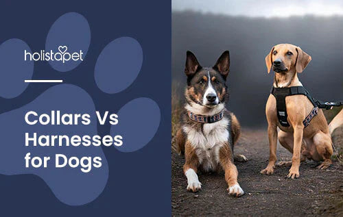 Which is better for dogs harnesses or collars