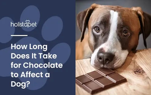 How Long Does It Take for Chocolate to Affect a Dog featured blog image by Holistapet. Show a pit bull laying it chin an a table near a chocolate bar.