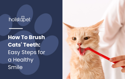 How to Brush Cats' Teeth featured blog image by Holistapet. Shows a cat having its teeth brushed.