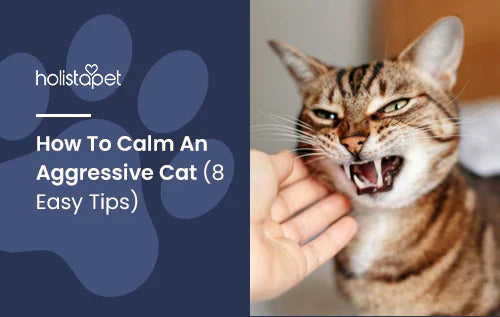 How to deal with an aggressive cat and how to calm them down