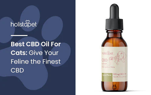 Best CBD oil to give your cat