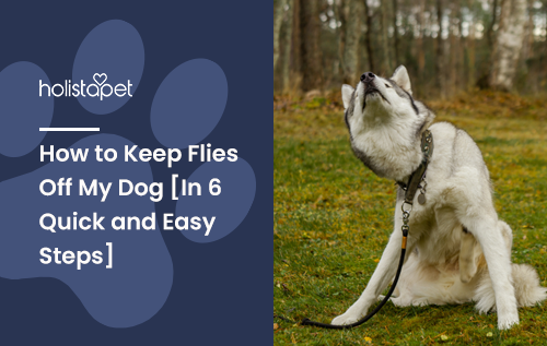 How to Keep Flies Off My Dog [In 6 Quick and Easy Steps]