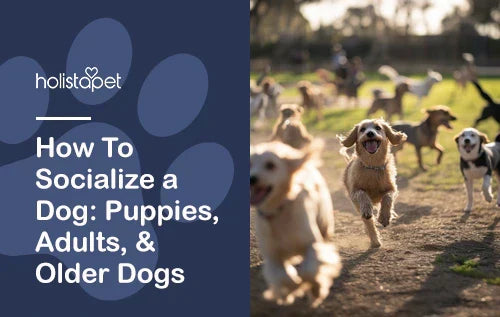 How To Socialize a Dog: Puppies, Adults, & Older Dogs