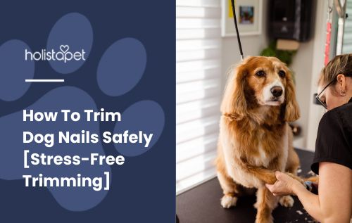 How To Trim Dog Nails featured blog image by Holistapet. Shows a calm dog having its nails trimmed comfortably.