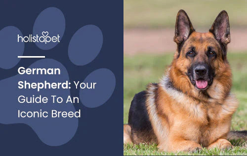 German Shepherds Informational Blog