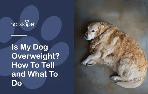 Is My Dog Overweight? How To Tell + Weight Loss Tips