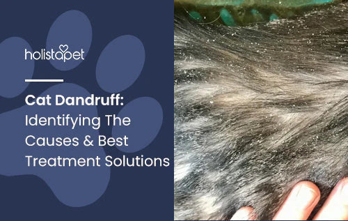 Cat suffering from dandruff? Helpful information