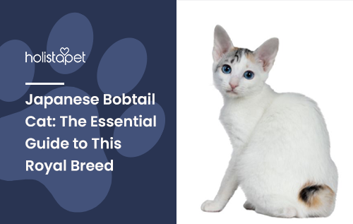 Japanese Bobtail Cat: The Essential Guide to This Royal Breed