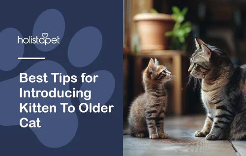 Best Tips for Introducing a Kitten to an Older Cat Safely